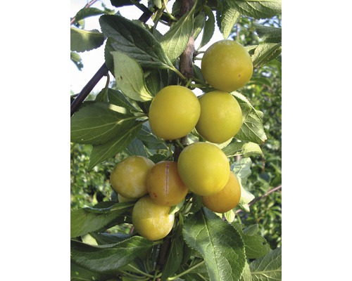 Bio Pom fructifer prun FloraSelf Bio Prunus domestica syriaca 'Nancy' H 60-80 cm Co 5 L