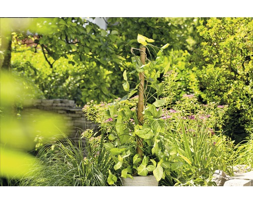 Scenă de grădină cu o plantă cățărătoare pe un suport de cățărare într-o jardinieră