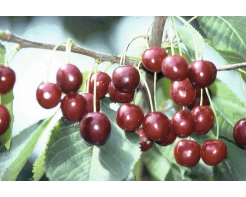 Bio Pom fructifer cireș FloraSelf Bio Prunus avium 'Hedelfinger Riesenkirsche' H 120-150 cm Co 7,5 L
