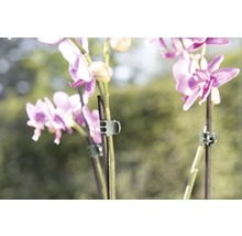 Prim-plan cu flori de orhidee cu clipsuri pentru plante pentru sprijin