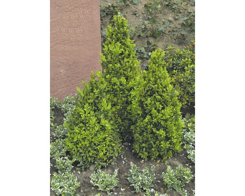 Trei arbori conici în patul de grădină