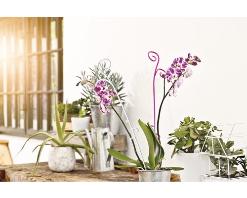 Scenă decorativă cu plante de interior în ghivece și o stropitoare