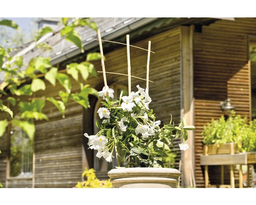 Dipladenia în ghiveci cu suport de cățărare în fața unei case