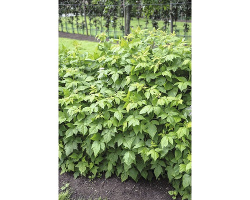 Tufă de zmeură în grădină