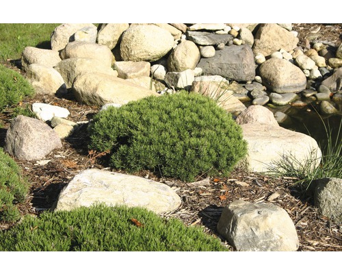 Grădină cu pietre și arbuști pitici