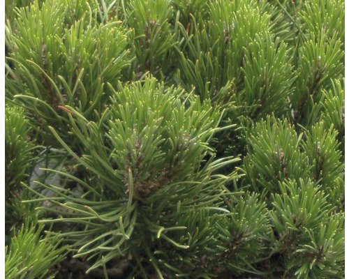 Prim-plan cu ace de pin