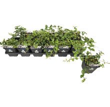 Tavă cu plante veșnic verzi în ghiveci
