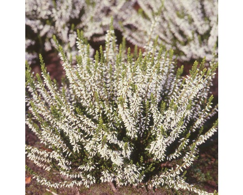 Plantă albă de Erica carnea în grădină.