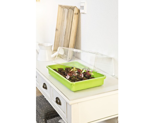 Tăviță de însămânțare cu tablete de însămânțare și plante pe o masă