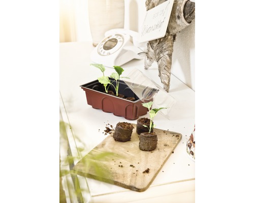 Tavă de însămânțare cu plante și ghivece de răsad pe o masă