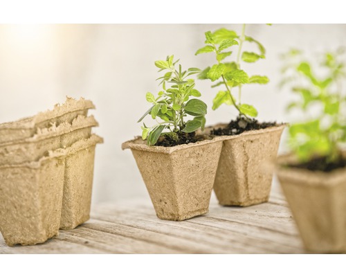 Ghivece de creștere din celuloză cu ierburi aromatice pe o masă de lemn