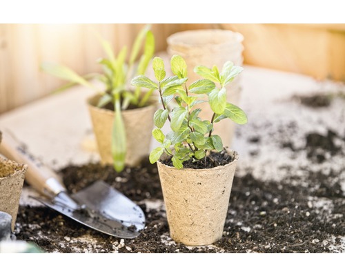 Prim-plan cu o plantă de mentă într-un ghiveci de cultivare cu unelte de grădinărit și pământ