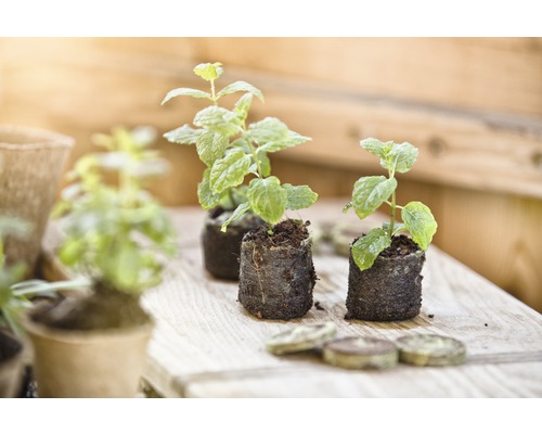 Trei plante tinere de mentă pe o suprafață de lemn cu tablete de turbă