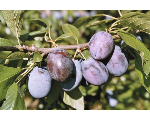 Bio Pom fructifer prun FloraSelf Bio Prunus domestica 'Hanita'® H 100-150 cm Co 6 L