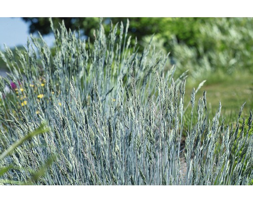 Iarba albastră FloraSelf Festuca glauca 'Intense Blue' H 10-25 cm Co 2 L