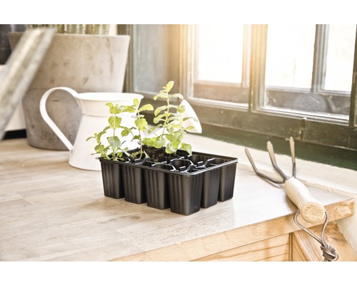 Tavă de însămânțare cu plante tinere lângă o greblă mică