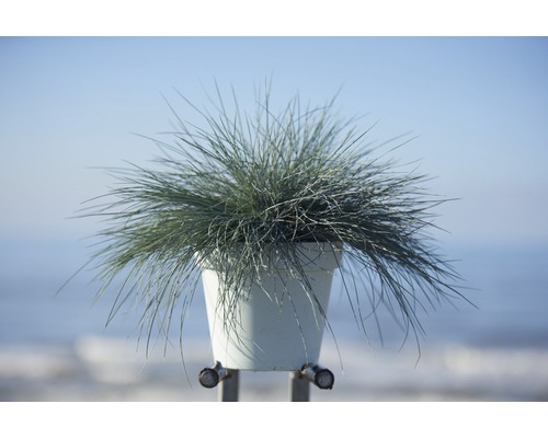 Iarbă albastră în ghiveci