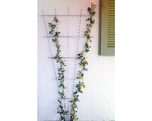 Grilaj metalic pentru cățărare cu trandafiri pe un perete de casă