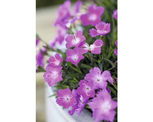 Flori de garoafe cu petalele lor