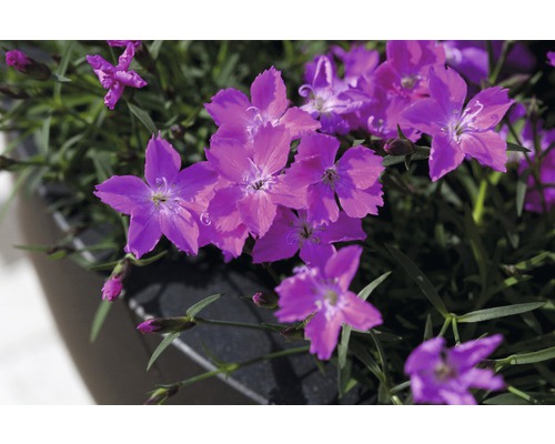 Prim-plan cu flori de garoafe într-o jardinieră