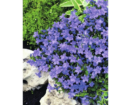 Campanula înflorită în grădină