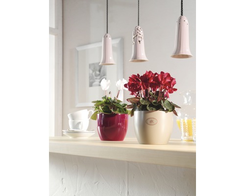 Interior decorativ cu cyclamen în ghivece sub lămpi suspendate