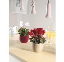 Mască pentru flori Soendgen Basel Fashion, ceramică, Ø 19, crem sidef