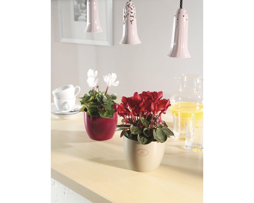 Aranjament decorativ cu plante de interior în ghivece pe o masă