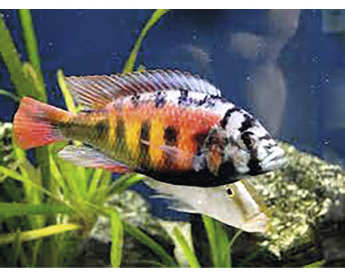 Acvariu colorat cu pești ornamentali și plante acvatice