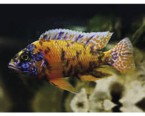 Ciclidă colorată pentru acvariu