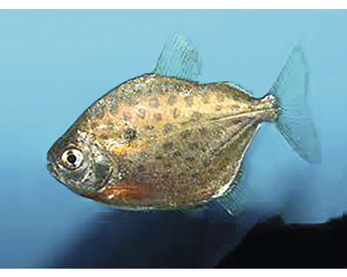 Pește Metynnis Reperat/ Metynnis maculatus 4-5 cm