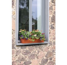 Jardinieră cu flori înflorite la fereastră