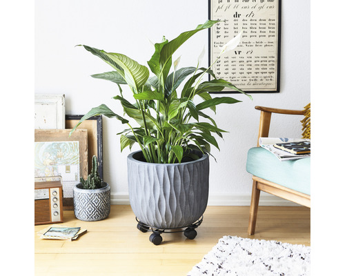 Imagine de interior cu o crinul păcii în ghiveci pe un suport cu rotile pentru plante.