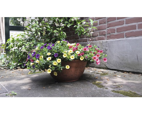 Ghiveci cu petunii colorate în fața unui zid