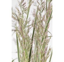 Iarba decorativă FloraSelf Calamagrostis x acutiflora 'Overdam' Co 3 L