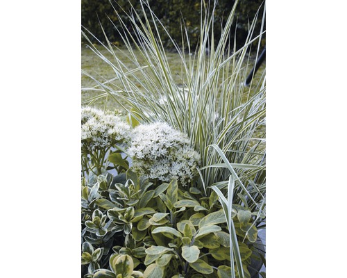 Iarba decorativă FloraSelf Calamagrostis x acutiflora 'Overdam' Co 3 L