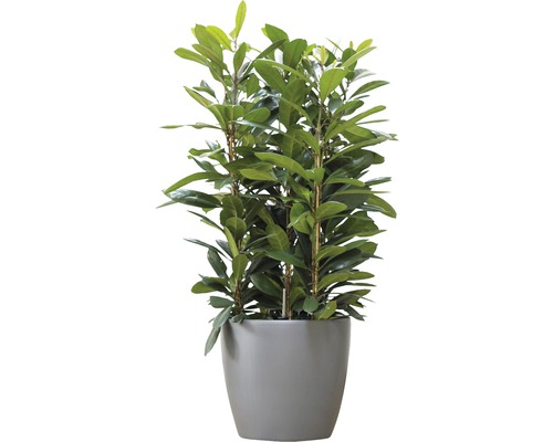 Dafin în ghiveci ca plantă de apartament