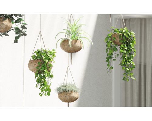 Plante decorative suspendate în coji de nucă de cocos pe un perete