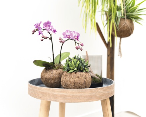 Aranjamente decorative de plante cu orhidee și suculente pe o măsuță laterală