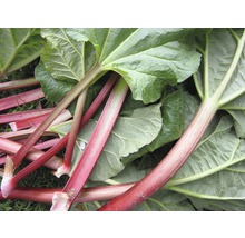 Tulpini și frunze de rubarbă