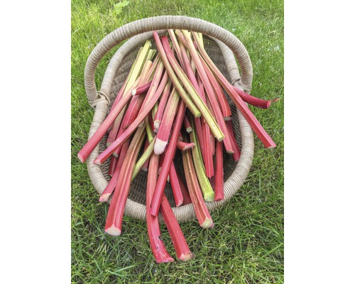 Coș umplut cu tulpini de rubarbă pe un gazon