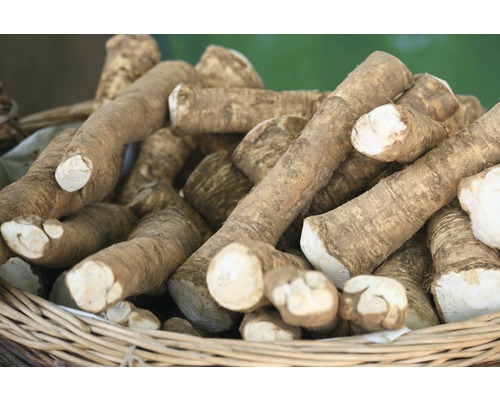 Rădăcini de hrean într-un coș