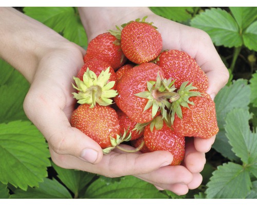 Mâini care țin căpșuni