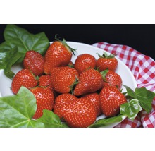 Bol cu căpșuni proaspete și frunze de iederă