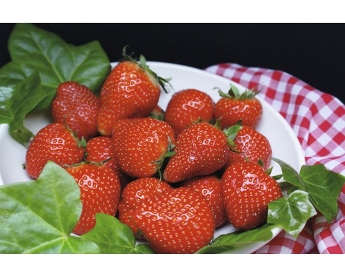 Bol cu căpșuni proaspete și frunze de iederă