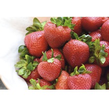 Prim-plan cu căpșuni proaspete