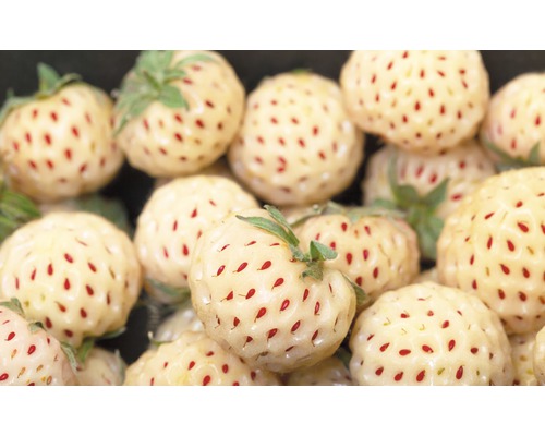 Prim-plan cu căpșuni albe cu semințe roșii.