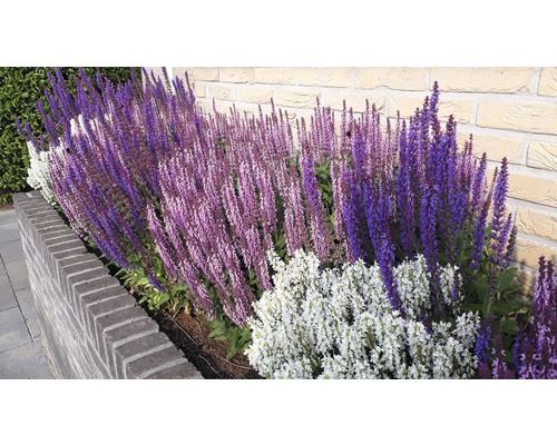 Jardină cu salvie înflorită în fața unui zid de piatră