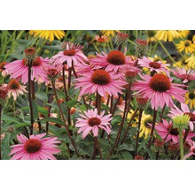 Prim-plan cu o floare de echinacea roz în grădină.