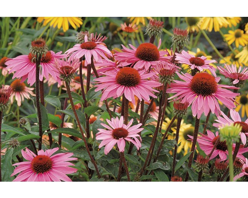 Prim-plan cu o floare de echinacea roz în grădină.